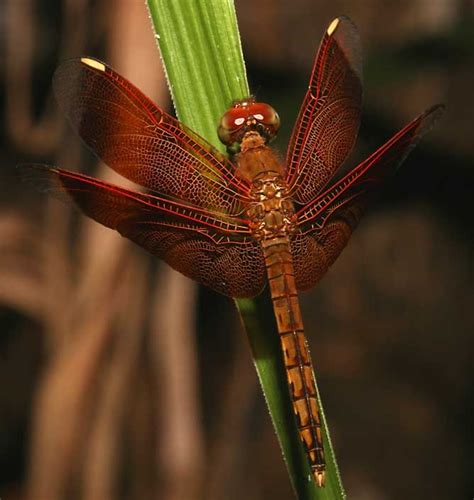 philippine bugs|List of Insects Species that are Endemic in Philippines;.